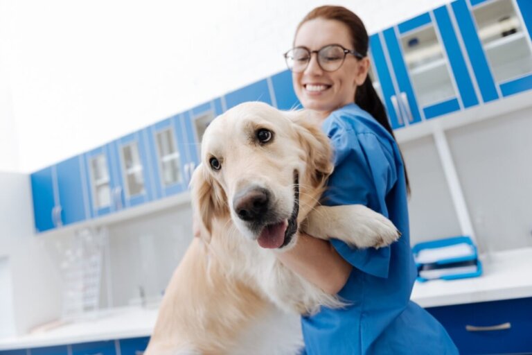 La alimentación de un perro con dermatitis atópica