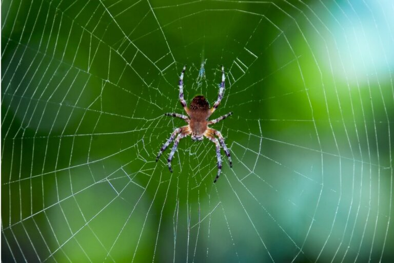¿Por qué las arañas no se quedan pegadas en su telaraña? - Mis animales