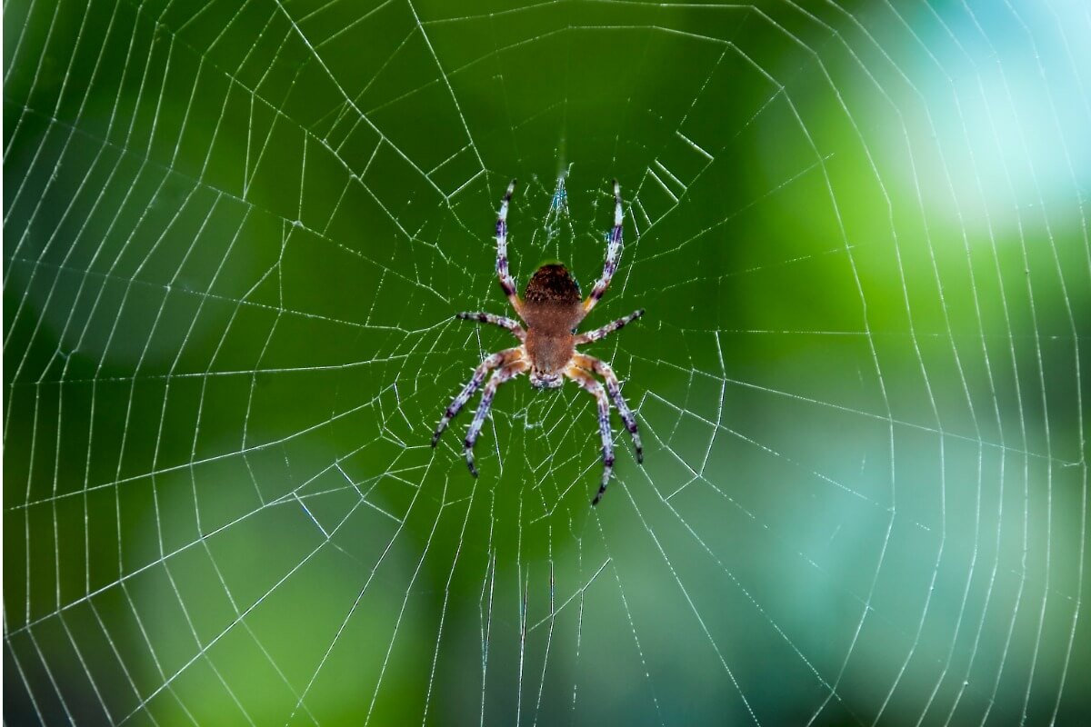 ¿Por qué las arañas no se quedan pegadas en su telaraña?