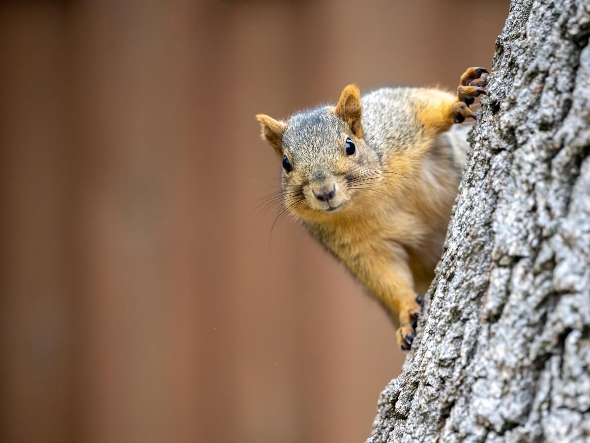 Uno scoiattolo grigio su un albero.