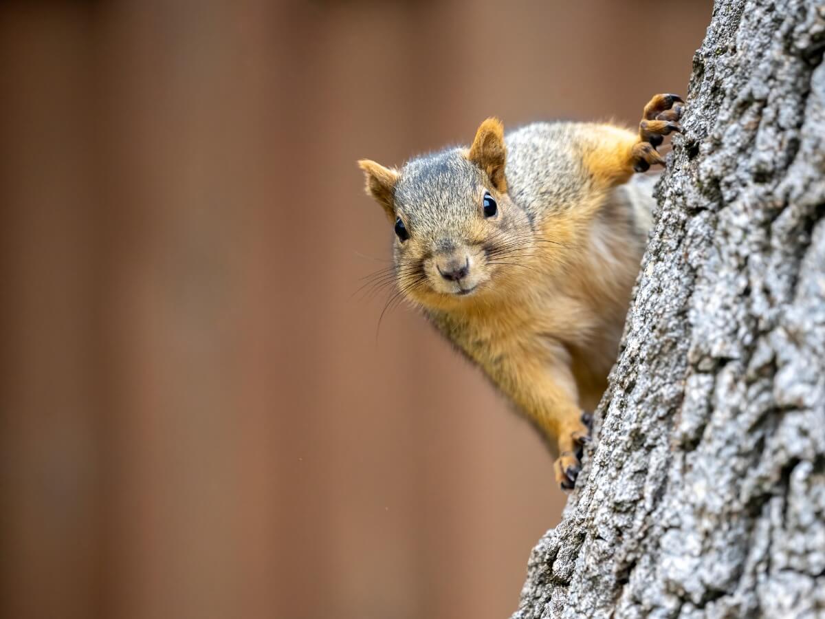 Una ardilla gris sobre un árbol.