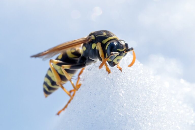 ¿Los insectos hibernan?