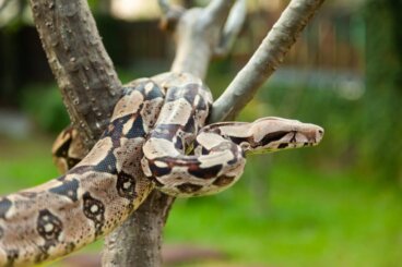 Las 8 especies de boas constrictor
