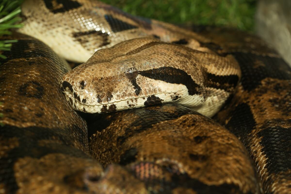Una boa constrictor.