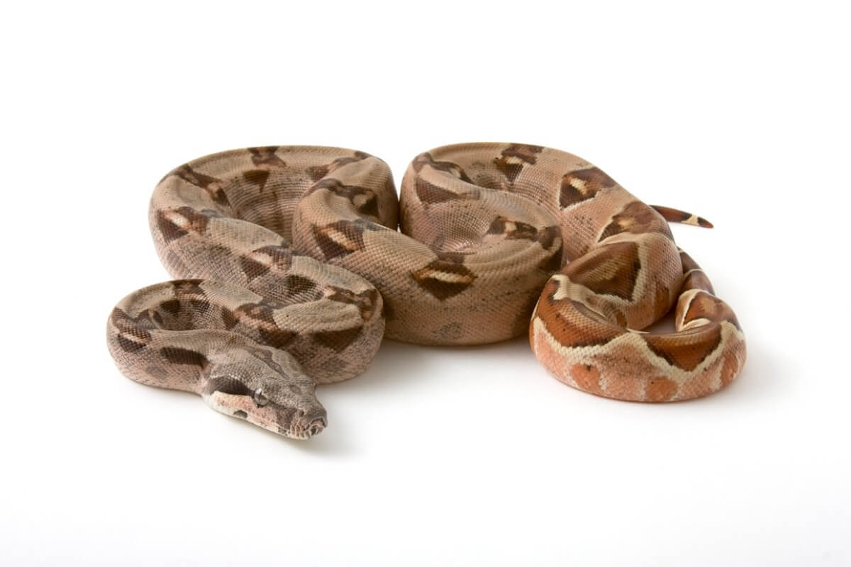 Un boa constricteur sur fond blanc.