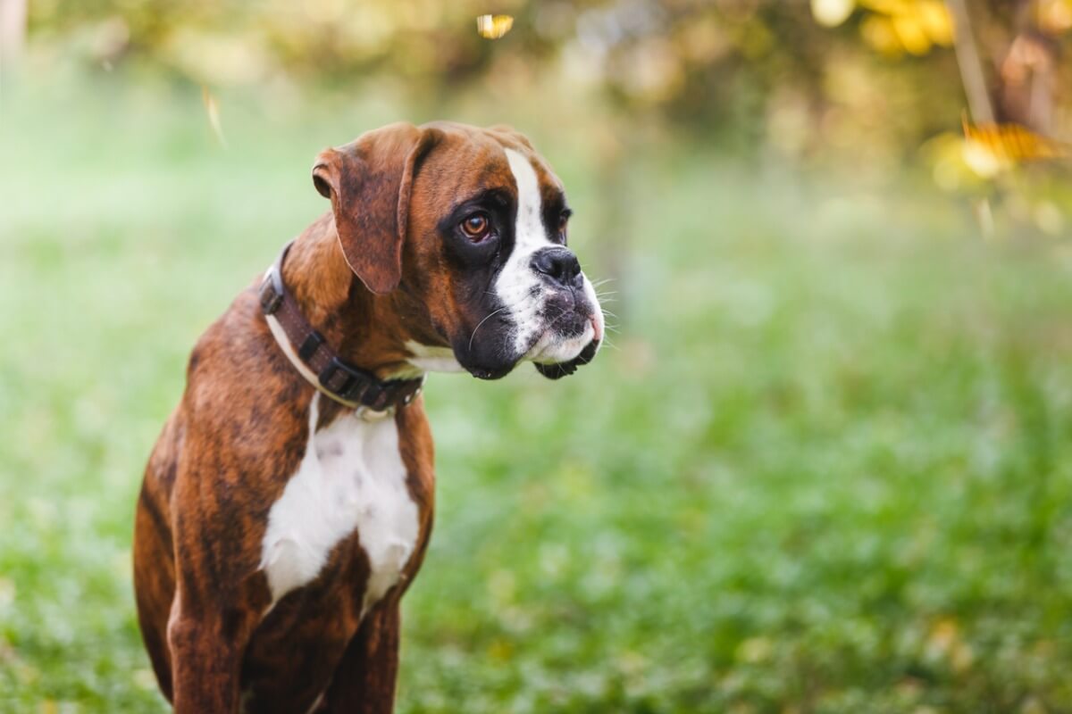 Uno de los tipos de boxer, el alemán.