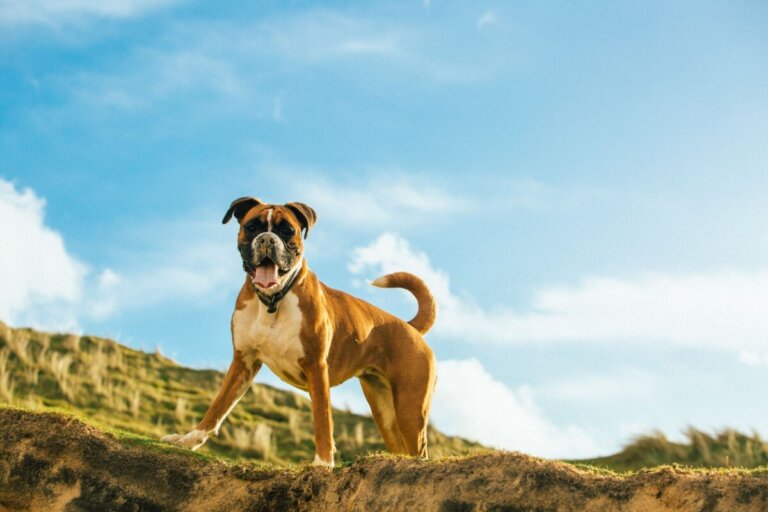 Perro boxweiler: características y curiosidades