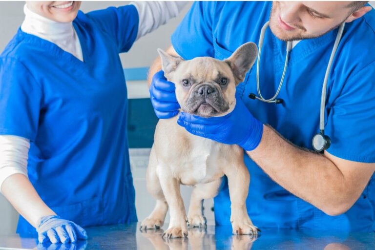 Arritmias cardíacas en perros: qué son, diagnóstico y tratamiento