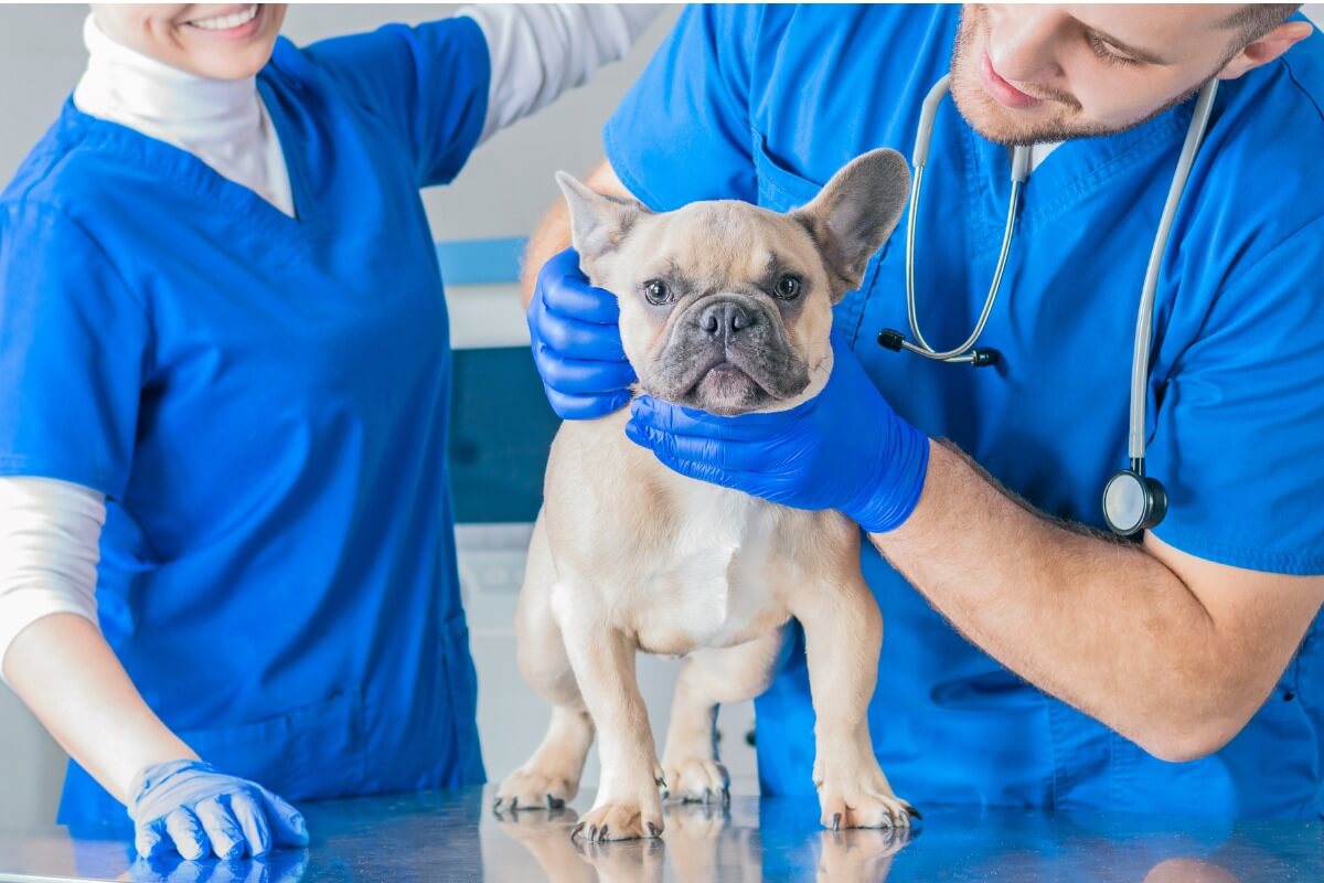 Die häufigsten Krankheiten bei Französischen Bulldoggen