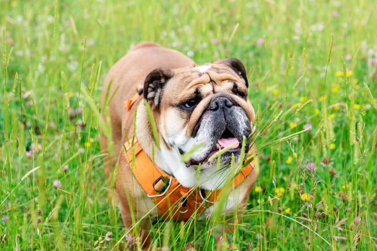 Un bulldog inglese con un giubbotto arancione.