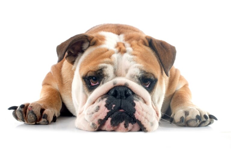 Enfermedades más comunes en el bulldog inglés