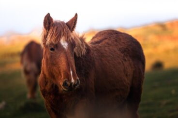 ¿Cuánto pesa un caballo?