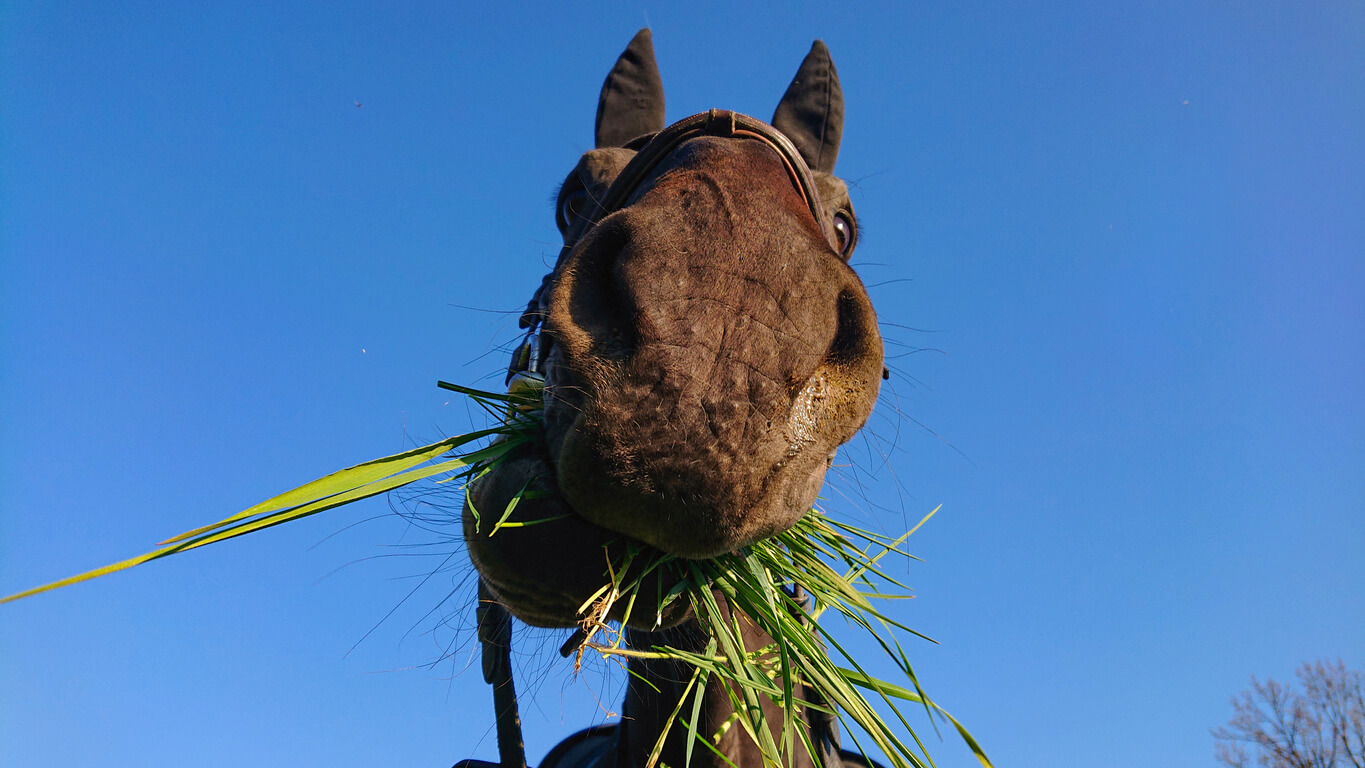 A horse eating grass.