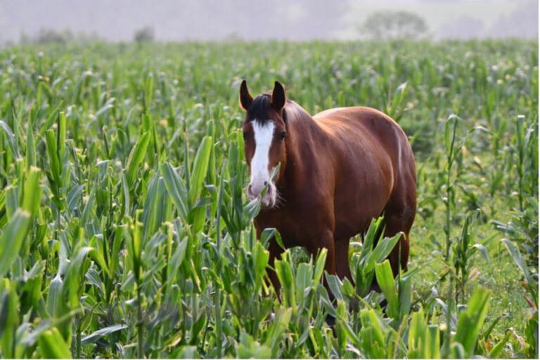 10 plantas tóxicas para caballos