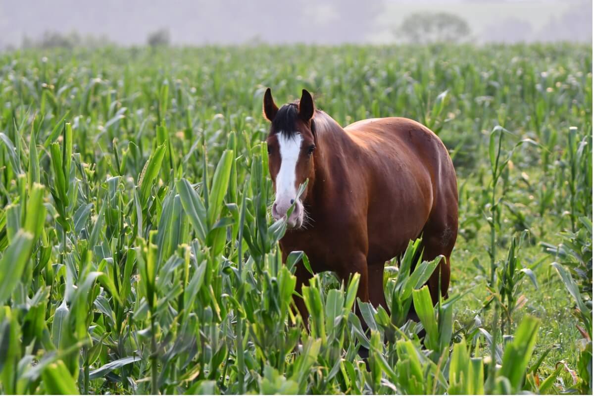 Um cavalo comendo plantas.