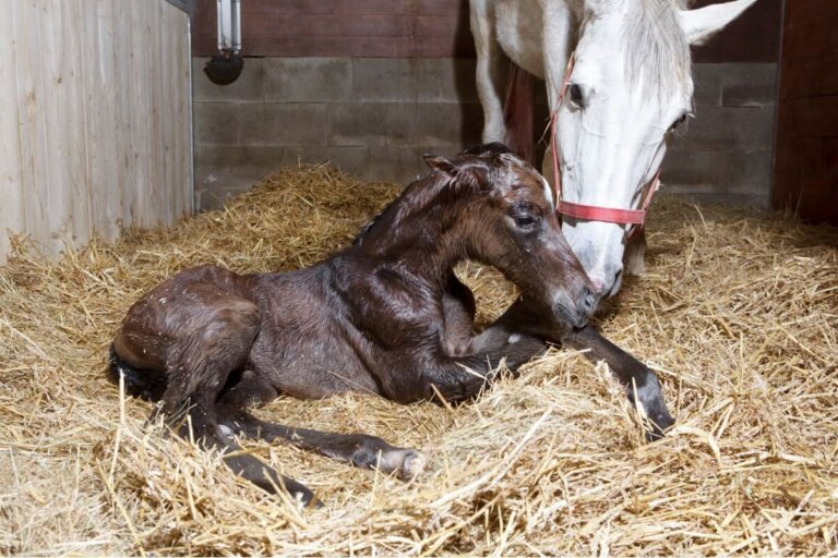 Septicemia neonatal equina: síntomas y tratamiento