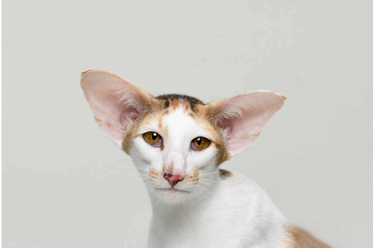 La cabeza de un gato oriental de pelo corto. 