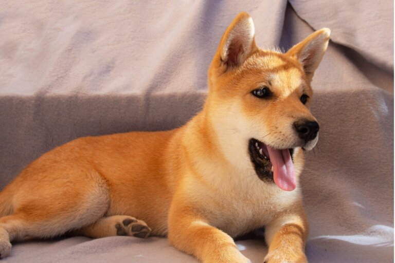 12 tipos de perros que parecen zorros
