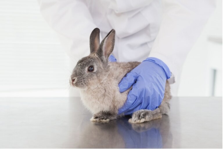 Callos plantares en conejos: tratamiento y prevención