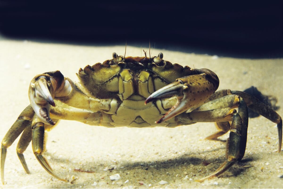 Un crabe côtier sous l'eau.