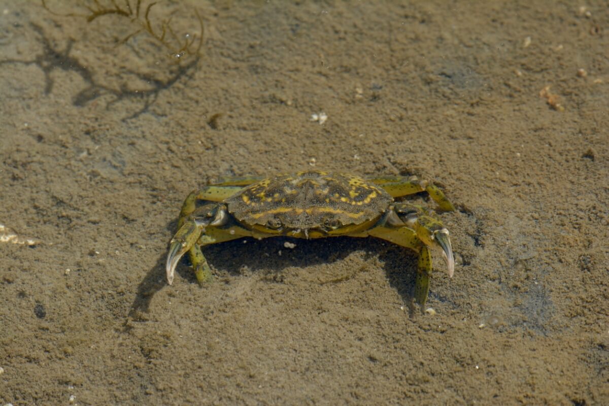 A European green crab.
