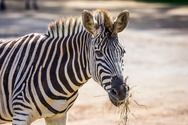 Los 9 animales más exóticos de África