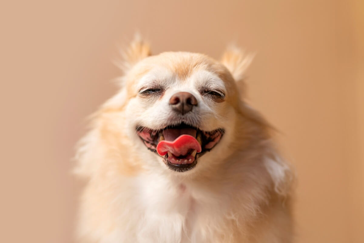 Un chihuahua sonriendo.