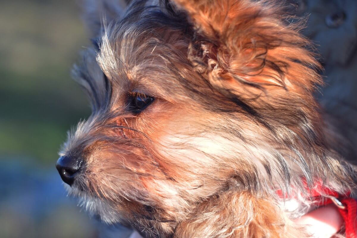Un chorkie de perfil.