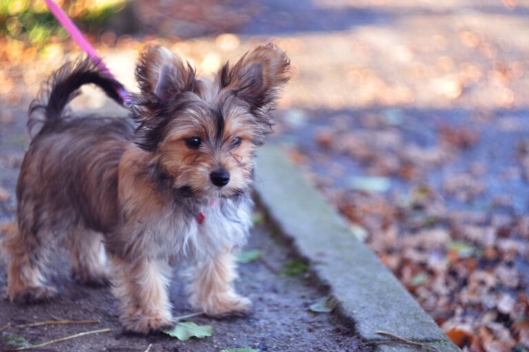 Chorkie: todo sobre esta raza