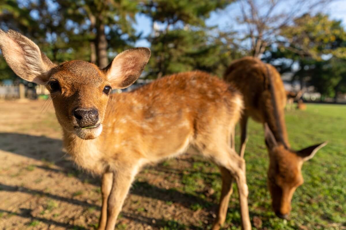 Un cervo sica in Giappone.