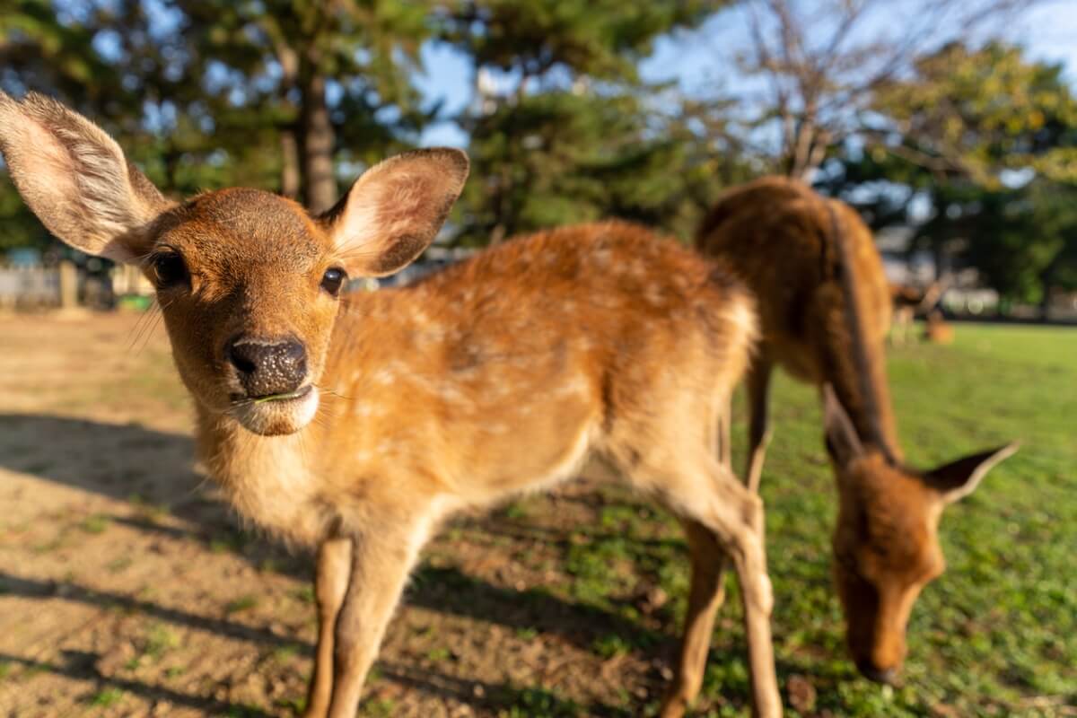 Un ciervo sica en Japón.