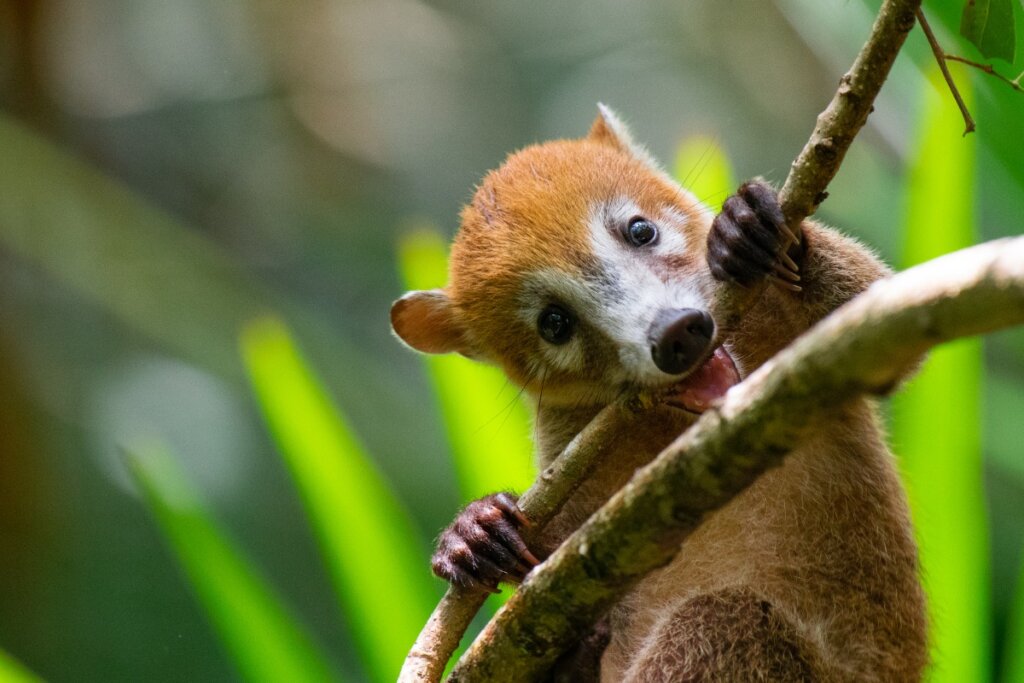 ¿Es posible tener un coatí como mascota?