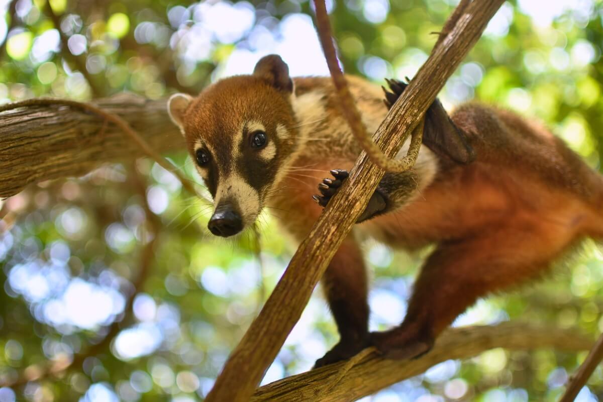 Uno de los ejemplos de la fauna de México.