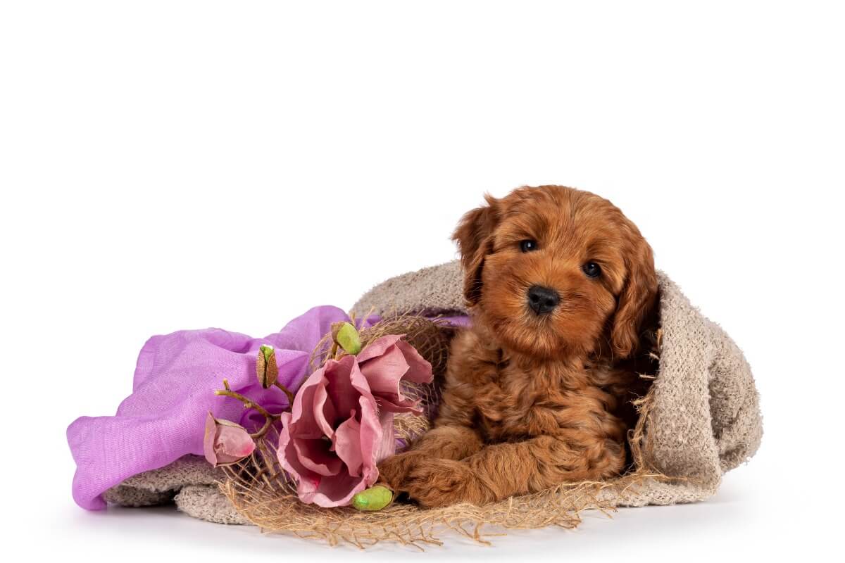 Un australian cobberdog su sfondo bianco.
