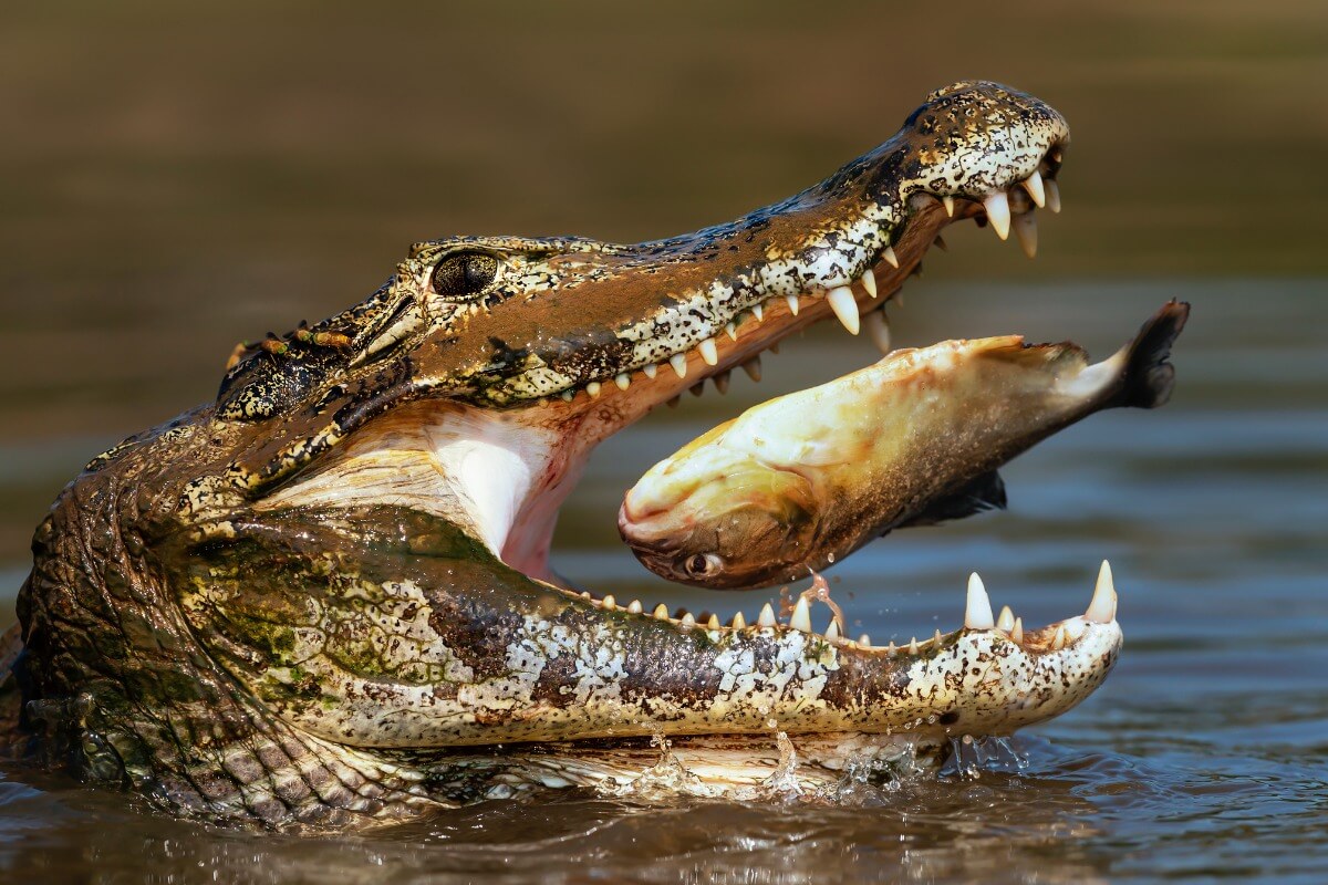 Um crocodilo comendo um peixe.