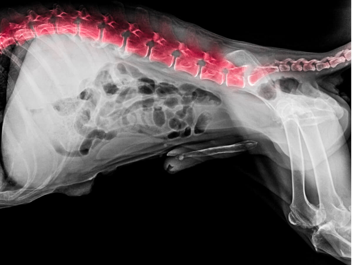 La columna vertebral de un perro. 