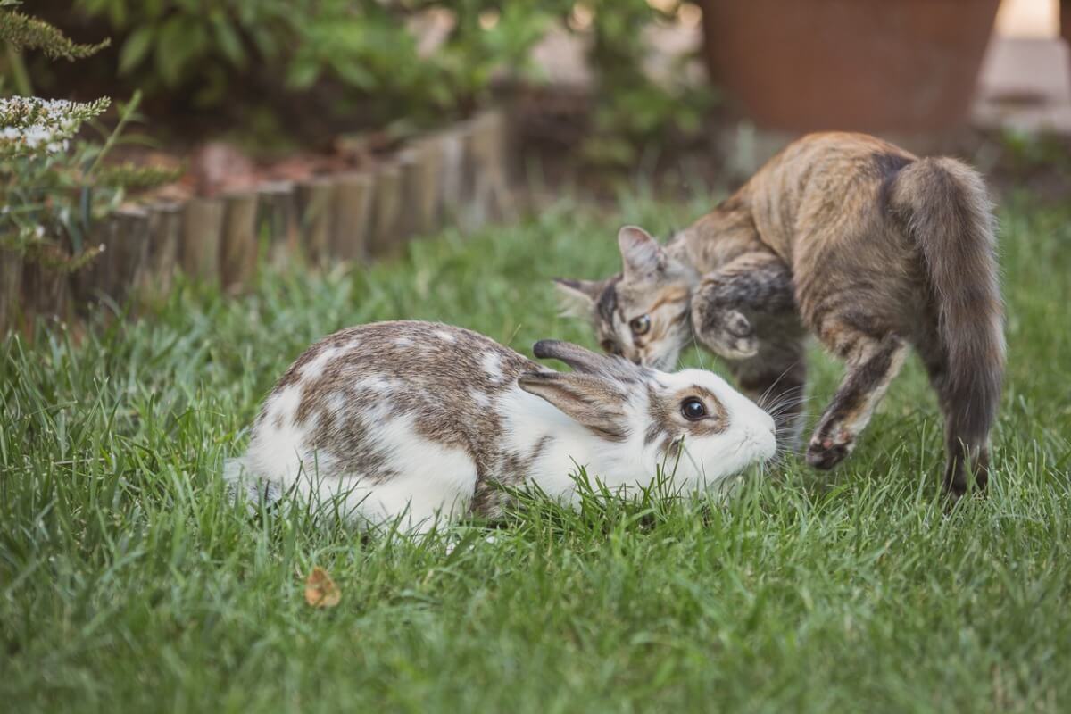 Un coniglio e un gatto che giocano insieme
