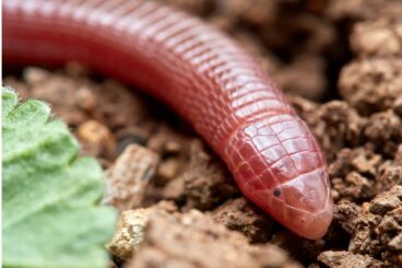 Culebrilla ciega: hábitat y características