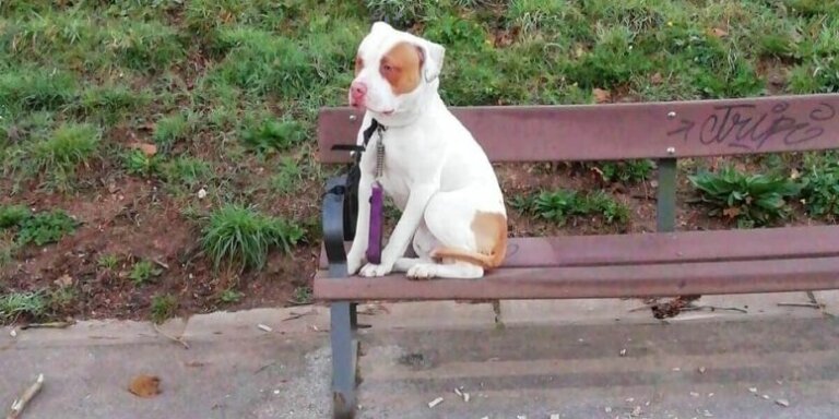 La excusa de la dueña que abandona a su perro en un parque, enfada a toda la red