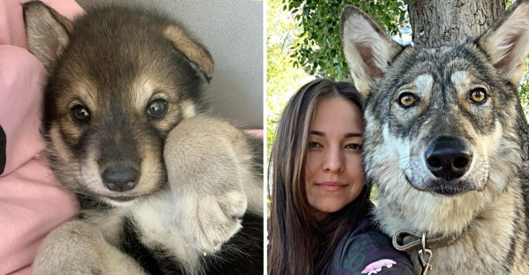 Kira: cachorra de lobo abandonada a sus 3 días de vida
