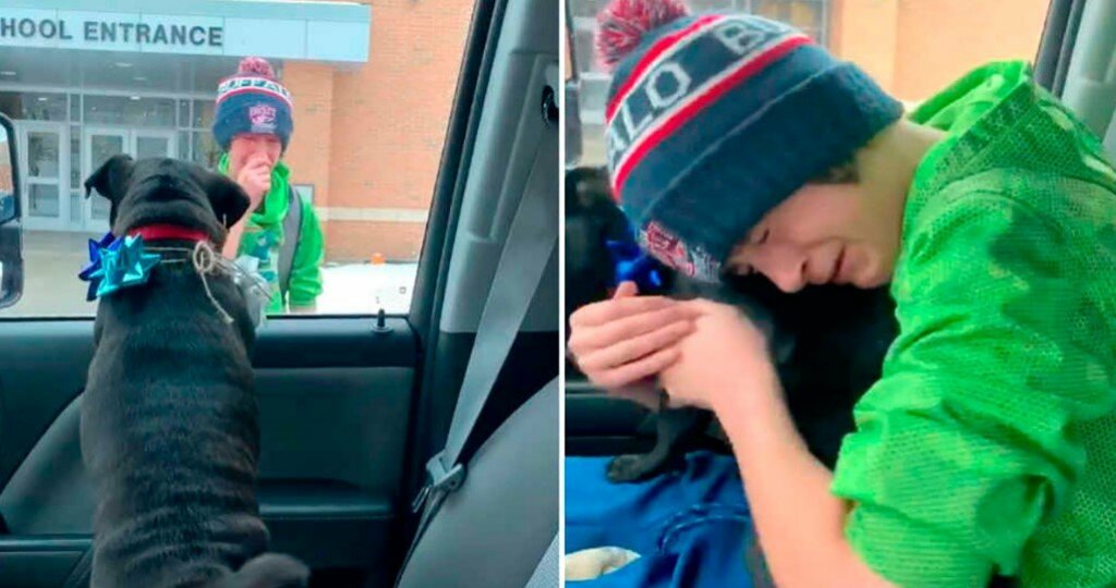 Reacción conmovedora: niño se reúne con su mascota extraviada después de más de dos semanas
