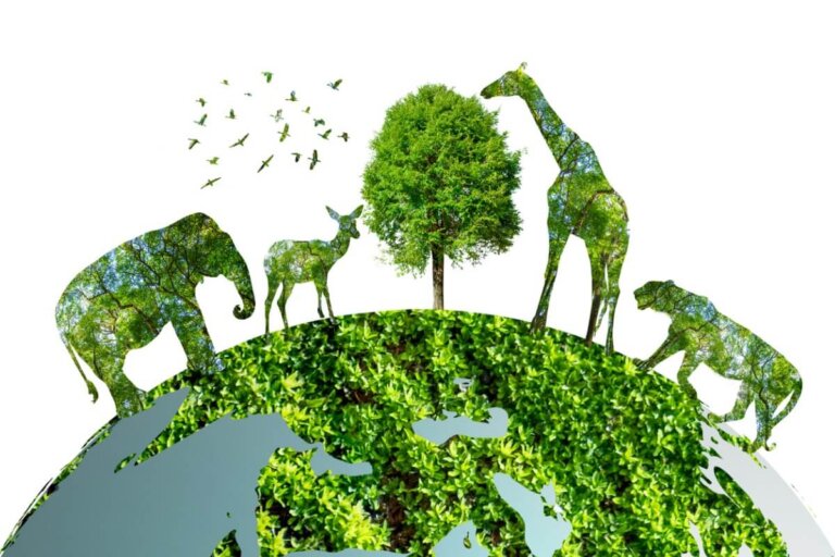 Día internacional de la diversidad biológica: ¿cómo se celebra?