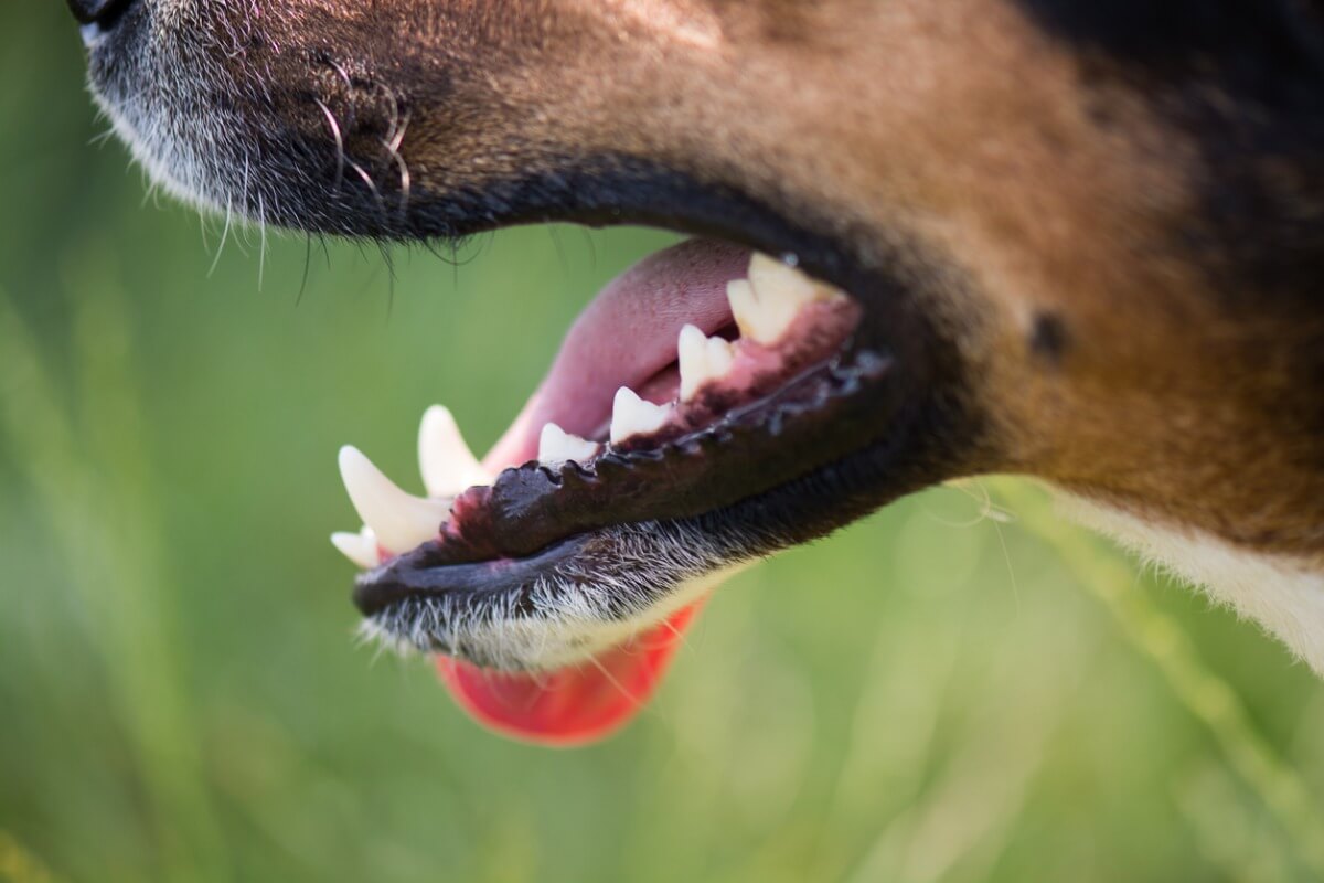 ¿Cuántos tipos de dientes hay en los perros?