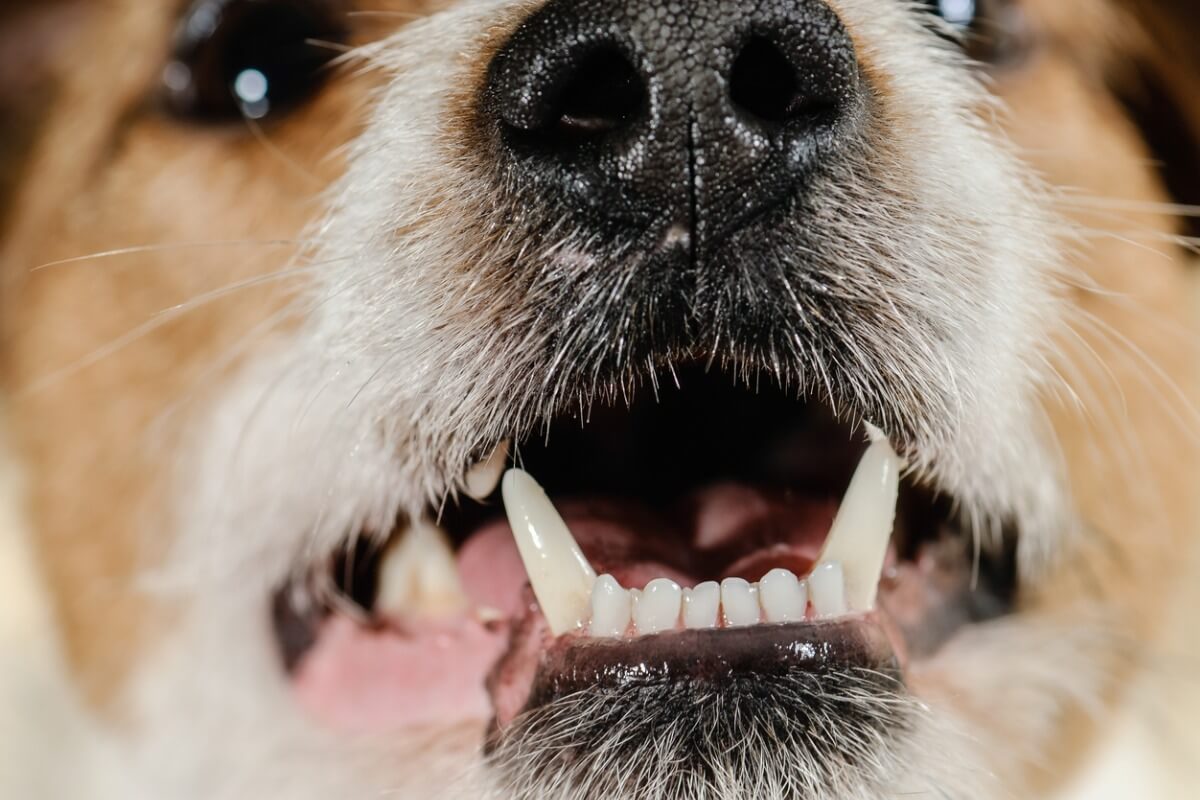 Un ejemplo de los dientes de un perro.