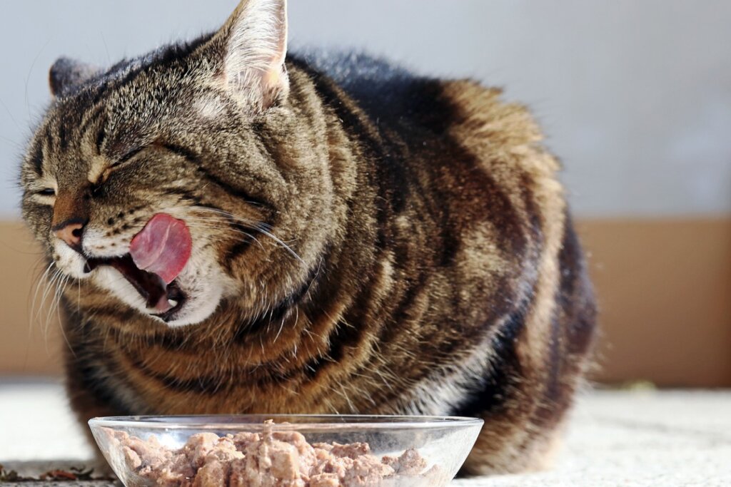 Alimentación para gatos con hepatitis