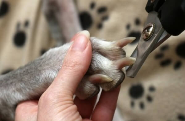 cortar las uñas del perro