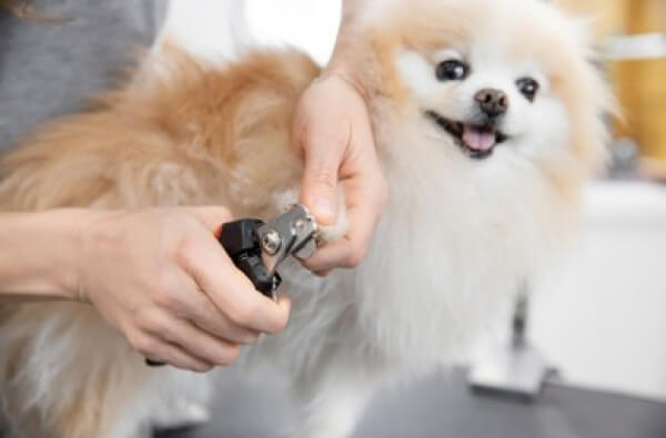 Higiene en las uñas del perro