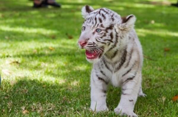 Tigre blanco en su hábitat 