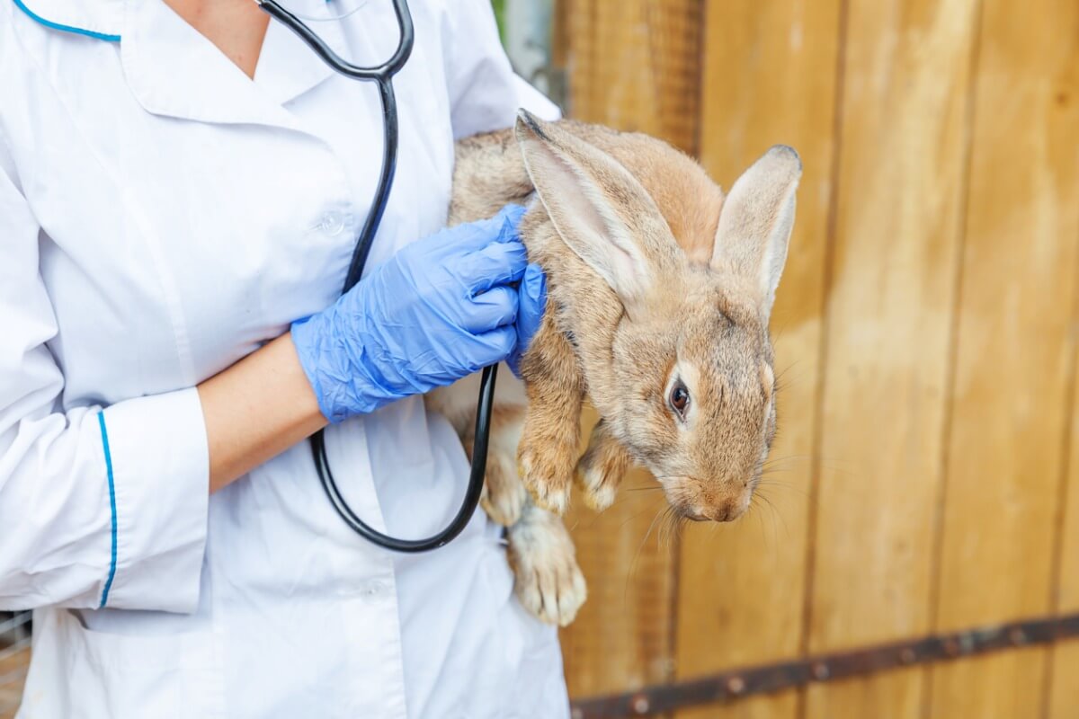tavşanı kontrol eden veteriner