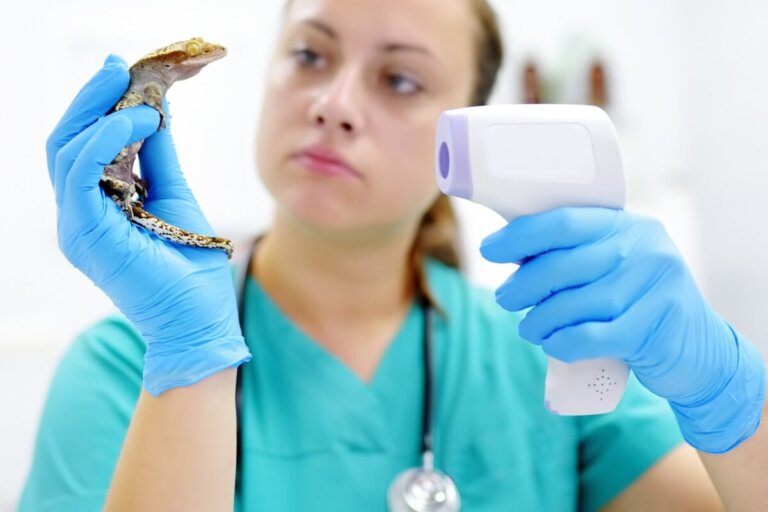 Septicemia en reptiles: causas, síntomas y tratamiento